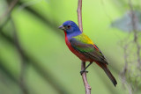 Painted Bunting