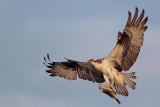 Osprey