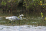 Western Reef Heron