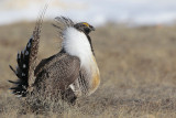 Greater Sage Grouse