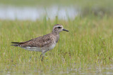 American Golden Plover