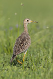 Upland Sandpiper