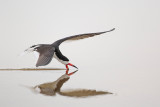 Black Skimmer