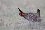 Lesser Prairie Chicken