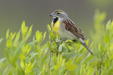 Dickcissel