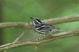 Black-and-white Warbler