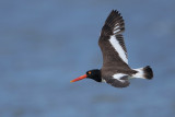 American Oystercatcher