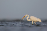 Great Egret w/fish