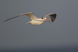Royal Tern w/Ribbonfish