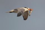 Royal Tern w/Fish