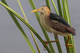 Least Bittern