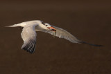 Royal Tern w/Fish