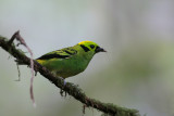 Emerald Tanager