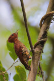 Chestnut-colored Woodpecker