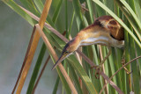 Least Bittern
