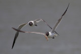 Laughing Gull w/shrimp