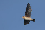 Cliff Swallow