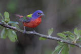 Painted Bunting