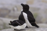 Razorbill