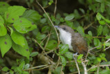 Yellow-billed Cuckoo Nestling/Fledgling?