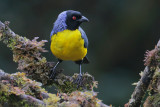 Hooded Mountain Tanager