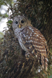 Barred Owl