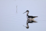 Black-necked Stilt