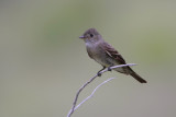 Western Wood-Pewee