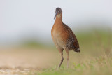 King Rail