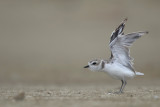 Snowy Plover