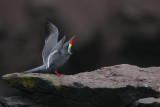 Inca Tern