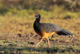 Bare-faced Curassow