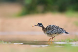 Sunbittern