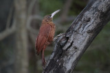 Great Rufous Woodcreeper
