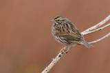 Savannah Sparrow