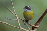 Sooty-capped Chlorospingus