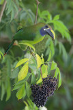Emerald Toucanet