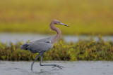 Reddish Egret