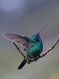 Lesser Violetear