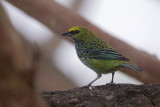 Speckled Tanager