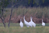 Whooping Crane