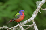Painted Bunting