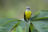 Gray-capped Flycatcher