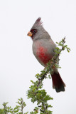 Pyrrhuloxia