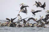 Peruvian Pelican