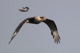 Crested Caracara chased by Eastern Kingbird