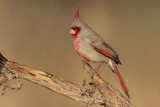 Pyrrhuloxia