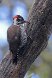 Arizona Woodpecker