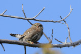 Northern Pygmy Owl