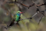 Broad-billed Hummingbird